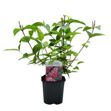Green boutiQ - Heesters -Deutzia hybrida Strawbery Fields - Bloem Roze - 1 Plant - Bladverliezend - Weinig Onderhoud - Pot 17cm Hoogte 45cm