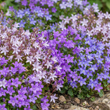 Green boutiQ - Vasteplant - Campanula portenschlagiana Tricolour - Perzikbladklokje - Bodembedekkend - Paars - Roze - Wit - 24 Planten - Pot 11cm - Hoogte 15-25cm