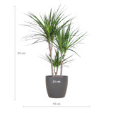 Dracaena Marginata met Potter pot grijs - 95cm - Ø21