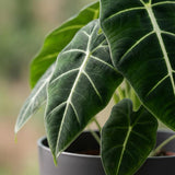 Green boutiQ - Kamerplant - Olifantsoor - Alocasia Frydek - Groen - Weinig onderhoud - 1 Plant - met Potter Grijs - Pot 19cm - Hoogte 60cm