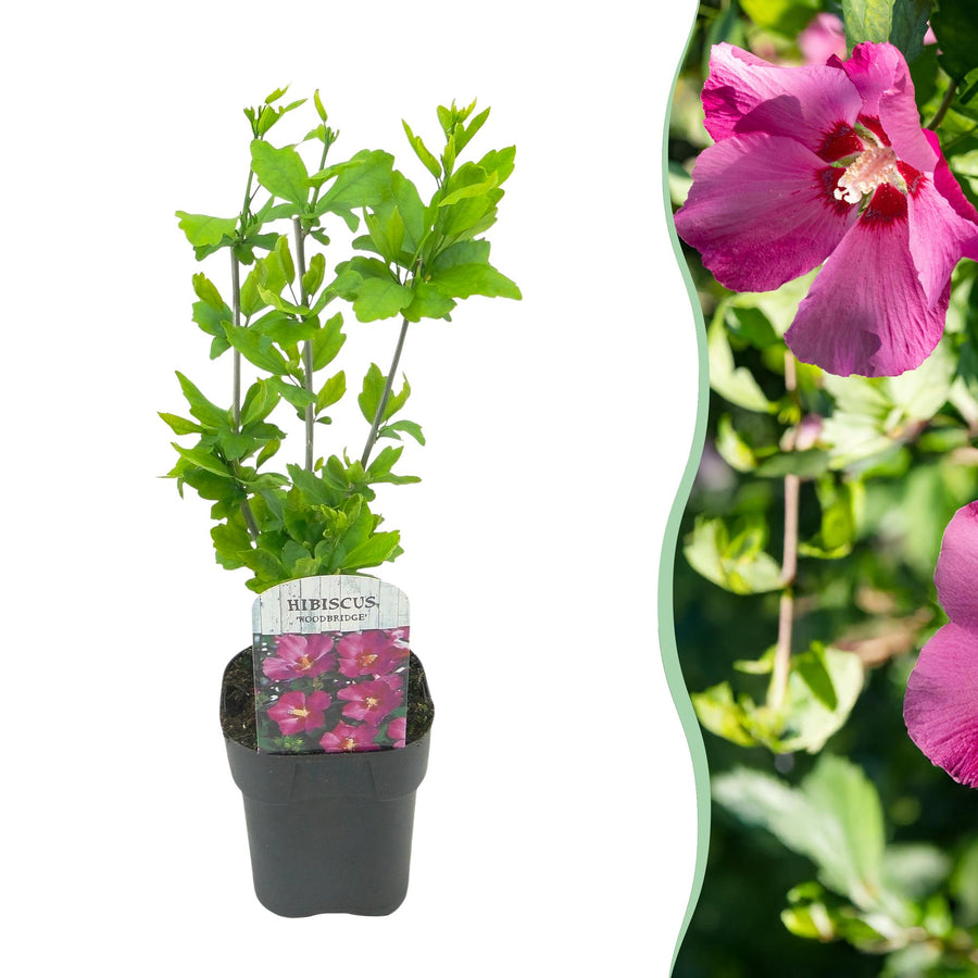 Hibiscus syriacus Woodbridge – 45 cm hoog