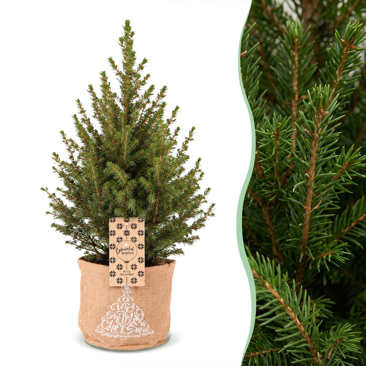 Kegelspar kerstboom — Ø17 cm, 65 cm hoog — met jute zak