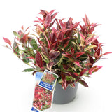 Green boutiQ - Tuinplant - Leucothoe Colour Diamond - Bont - 1 Plant - Groenblijvend - Weinig Onderhoud - Pot 17cm Hoogte 45cm
