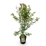 Green boutiQ - Tuinplant - Acer palmatum Phoenix - Japanse Esdoorn - Bladverliezend - Groen - Rood - 1 - Pot 26cm - Hoogte 90cm