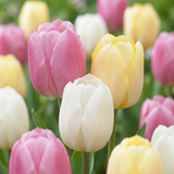 48x Tulipa Sorbet mix - Tulp Sorbet mix - Diversen - Voorjaarsbloeier - Bolmaat 11/12