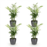 Green boutiQ - Kamerplant - Chamaedorea elegans - Goudpalm - Huisdiervriendelijke Plant - Groen - 4 Planten - met Potter Grijs - Pot 12cm - Hoogte 15cm