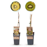 Green boutiQ - Fruitplant - Groene & Gele Kiwi - Actinidia deliciosa Jenny & Golden Kiwi- 2 planten- Pot 15cm Hoogte 50cm