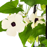 4x Thunbergia Alata Sunny Susy White Ø13 cm - ↕60 cm