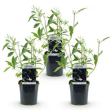 Green boutiQ - Tuinplant - Buddleja davidii Black Night - Vlinderstruik - Winterhard - Paars - 3 Planten - Pot 17cm - Hoogte 45cm