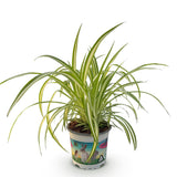 Green boutiQ - Kamerplant - Chlorophytum comosum Variegatum - Bonte Graslelie - Huisdiervriendelijke Plant - Groen - 1 Plant - Pot 12cm - Hoogte 20cm