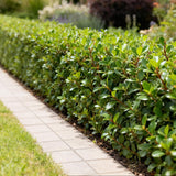Green boutiQ - Haagplanten - Ilex crenata Caroline Upright - Blad Groen - 8 Planten - 1 Strekkende Meter - Groenblijvend - Pot 9cm Hoogte 25-30cm
