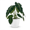 Green boutiQ - Kamerplant - Olifantsoor - Alocasia Frydek - Groen - Weinig onderhoud - 1 Plant - met Potter Wit - Pot 19cm - Hoogte 60cm