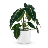 Green boutiQ - Kamerplant - Olifantsoor - Alocasia Frydek - Groen - Weinig onderhoud - 1 Plant - met Potter Wit - Pot 19cm - Hoogte 60cm