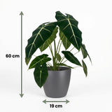 Green boutiQ - Kamerplant - Olifantsoor - Alocasia Frydek - Groen - Weinig onderhoud - 1 Plant - met Potter Grijs - Pot 19cm - Hoogte 60cm