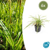 6x Carex morrowii 'Aureovariegata'- ↕10-25cm - Ø9cm