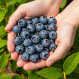 Green boutiQ - Fruitplanten - Blauwe Bes - Vaccinium corymbossum Northland - Winterhard - 3 Planten -Pot 9 cm - Blauwe Bes
