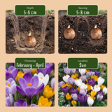 240x Crocus Large Flowering Mix - Grootbloemige krokus mix - Diversen - Voorjaarsbloeier - Bolmaat 7/8