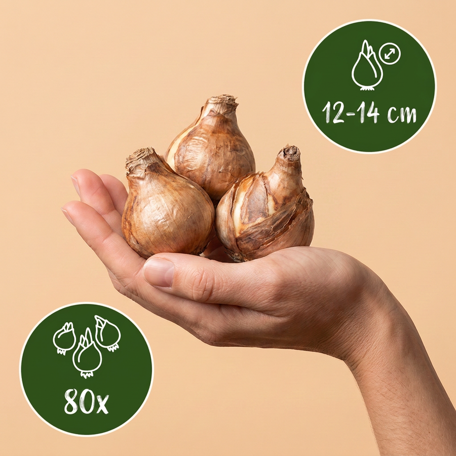 80x Narcissus Ice King - Dubbele narcis - Wit en Geel - Voorjaarsbloeier - Bolmaat 12/14