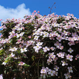 Green boutiQ - Klimplant - Clematis montana Rubens - Bloem Roze - Vroegbloeiend - Weinig onderhoud -2 planten -Pot 11cm Hoogte 40cm