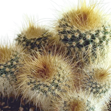 Cactus mix 5.5 cm - 5x - in Mexicaanse pot