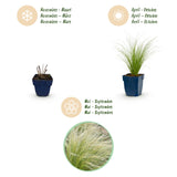 Green boutiQ - Grassen - Stipa tenuissima Ponytails - Vedergras - Groenblijvend - Groen - 12 Planten - Pot 11cm - Hoogte 15-25cm