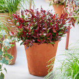 Green boutiQ - Tuinplant - Leucothoe Little Flame - Rood - 1 Plant - Groenblijvend - Weinig Onderhoud - Pot 17cm Hoogte 40cm