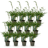 Green boutiQ - Bamboe - Fargesia robusta Pingwu - Bladhoudend - Niet Woekerend - Groen - 12 Planten - Pot 14cm - Hoogte 35cm