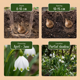 40x Leucojum Aestivum - Zomerschneeklokie - Wit - Voorjaarsbloeier - Bolmaat 8/9