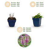 Green boutiQ - Vasteplant - Stachys off. Ukkie - Ezeloor - Rotsplanten - Roze - 6 Planten - Pot 11cm - Hoogte 15-25cm