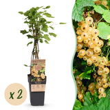 Green boutiQ - Fruitplant - Ribes rubrum Witte Parel - Bessenplant - Winterhard - Witte Bes - 2 Planten - Pot 15cm - Hoogte 50cm