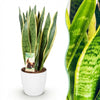 Green BoutiQ - Kamerplanten - Sansevieria Laurentii - Vrouwentong - Weinig onderhoud - Groen - 1 Plant - met Potter Wit - Pot 21cm - Hoogte 70-80cm
