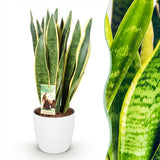 Green BoutiQ - Kamerplanten - Sansevieria Laurentii - Vrouwentong - Weinig onderhoud - Groen - 1 Plant - met Potter Wit - Pot 21cm - Hoogte 70-80cm