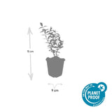 60x Hypericum 'Hidcote' - ↕10-25cm - Ø9cm