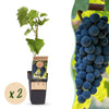 Green boutiQ - Fruitplant - Vitis vinifera Boskoop Glory - Druivenplant - Winterhard - Blauwe Druif - 2 Planten - Pot 15cm - Hoogte 50cm