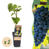 Green boutiQ - Fruitplant - Vitis vinifera Boskoop Glory - Druivenplant - Winterhard - Blauwe Druif - 2 Planten - Pot 15cm - Hoogte 50cm