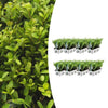 8 x 6 pack Ilex crenata 'Jenny' - Ø7 cm - ↕15 cm