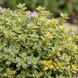 Green boutiQ - Vasteplant - Thymus citr. Sambesi - Citroentijm - Geurend - Geel - 1 Plant - Pot 11cm - Hoogte 15-25cm
