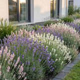 Green boutiQ - Vasteplant - Lavandula Tricolour - Lavendel - Geurend - Blauw - Roze - Wit - 24 Planten - Pot 11cm - Hoogte 15-25cm