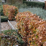 Palletdeal Haagplanten:50 Fagus sylvatica ↕60-80 - Ø 19cm | Mini Pallet
