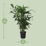 Caryota Mitis - Ø24cm - ↕120cm