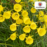 Narcisbollen Golden Bells — kleine gele narcis, 25 stuks