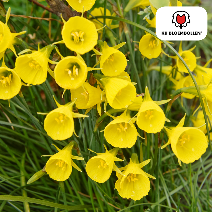 Narcisbollen Golden Bells — kleine gele narcis, 25 stuks