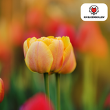 Tulpenbollen Icoon — oranje dubbelbloemige tulp, 20 stuks (maat 11/12)