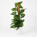 Green boutiQ - Kamerplant - Monkey Mask - Monstera Andansonii Mosstok - Groen - Weinig onderhoud - 1 Plant - met Potter Wit - Pot 19cm - Hoogte 90cm