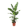 Strelitzia Nicolai 21 Cm - Ø21cm - ↕90cm