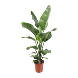 Strelitzia Nicolai 21 Cm - Ø21cm - ↕90cm