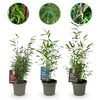 Green boutiQ - Bamboe - Fargesia dragon Tricolour - Zwart, Rood, Blauw- 3 Planten - Bladhoudend - Niet Woekerend- Pot 14cm Hoogte 35cm