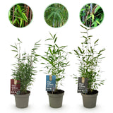 Green boutiQ - Bamboe - Fargesia dragon Tricolour - Zwart, Rood, Blauw- 3 Planten - Bladhoudend - Niet Woekerend- Pot 14cm Hoogte 35cm