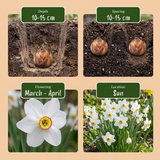 240x Narcissus Recurvus - Witte fazantoog - Wit - Voorjaarsbloeier - Bolmaat 10/12