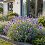 Green boutiQ - Vasteplant - Lavandula ang. Dwarf Blue - Lavendel - Geurend - Paars - 6 Planten - Pot 11cm - Hoogte 15-25cm